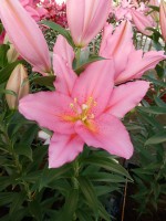 [5256 Vendome No01.JPG]